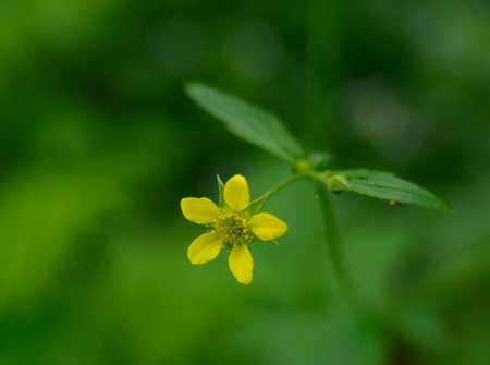 Herb Bennet (Geum urbanum)