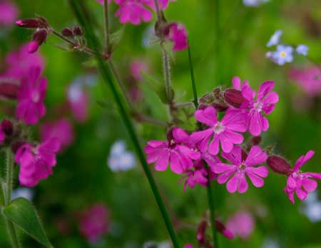 Red Campion (Silene dioica)