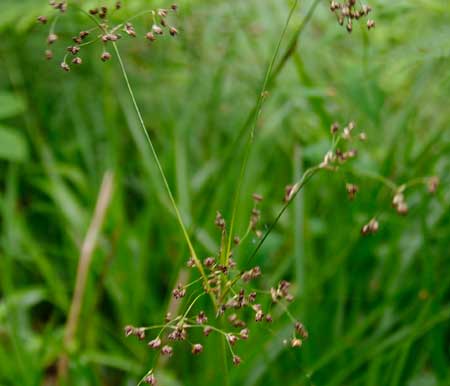 Greater Wood Rush