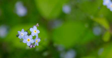 Wood Forget-me-not