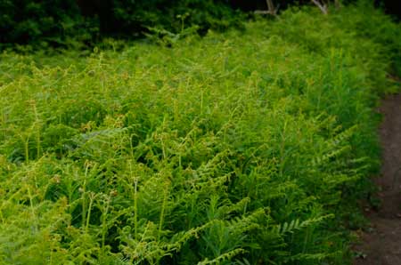 Bracken (Pteridium aquilinum)