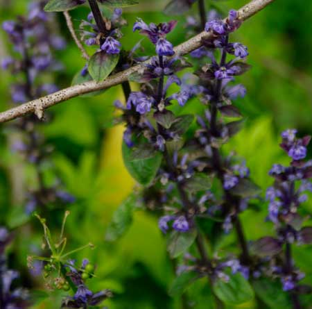 Bugle (Ajuga genevensis)