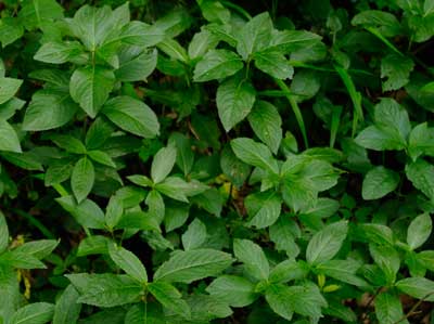 Dog's mercury