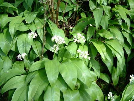 Ramsons, also known as wild garlic