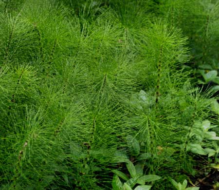 Great Horsetail