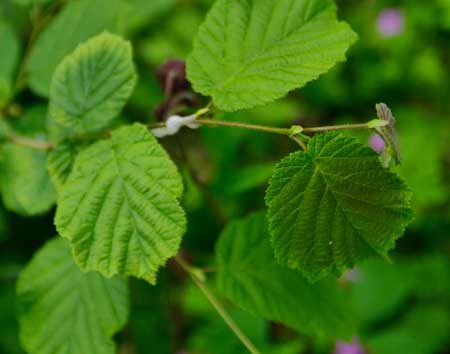 Hazel leaves
