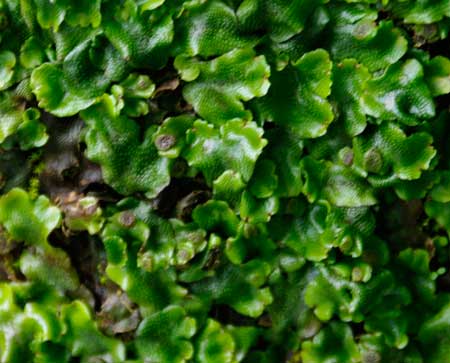 Liverwort