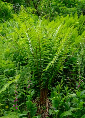 Male Fern