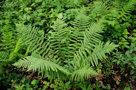 Male Fern from above