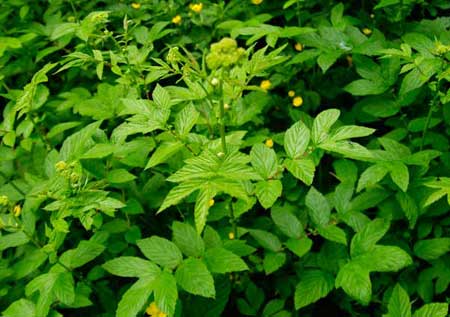 Meadow sweet