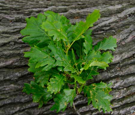 Sesile oak