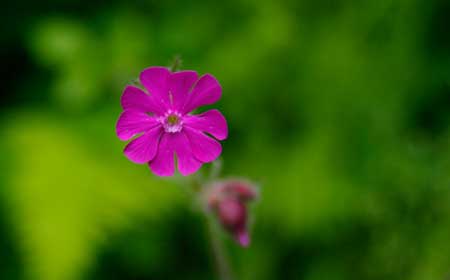 Red Campion (Silene dioica)