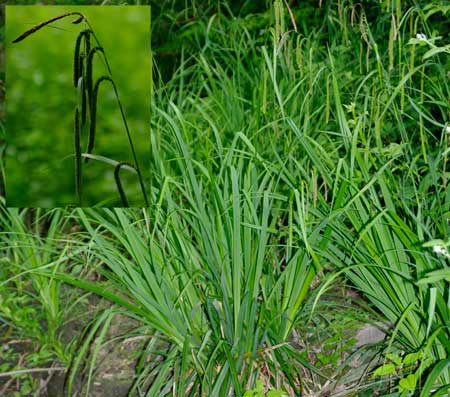 Weeping Sedge