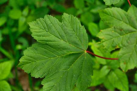 Sycamore