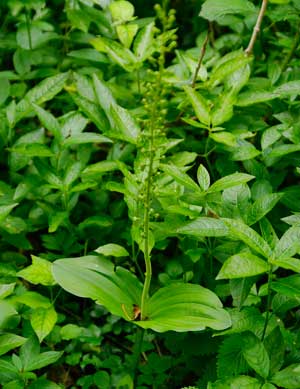 Twayblade Orchid