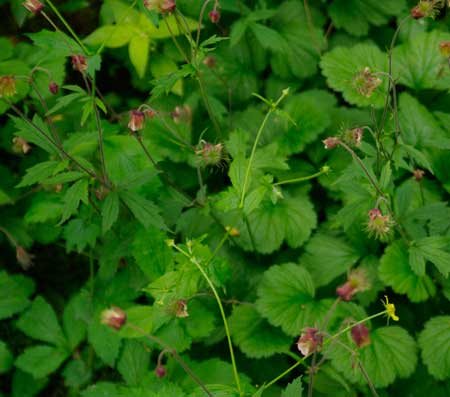 Water Avens