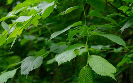 Wych Elm