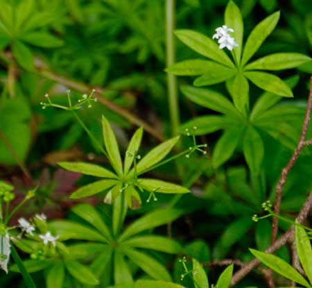 Sweet Woodruff