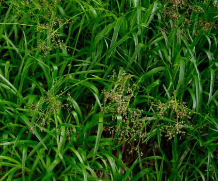 Greater Wood Rush