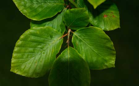 Beech leaves