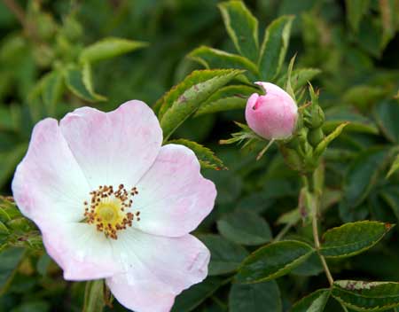 Dog Rose (Rosa canina)