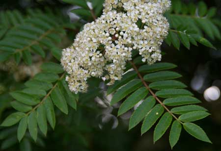 Rowan flower and leaves