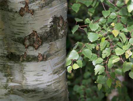 Silver birch