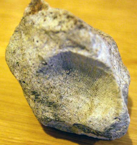 Fossil rich limestone sample found near to the Cayton Gill Shell Bed in Colsterdale. The fossil is perhaps a brachiopod bivalve mollusc. Cayton Gill Shell Bed